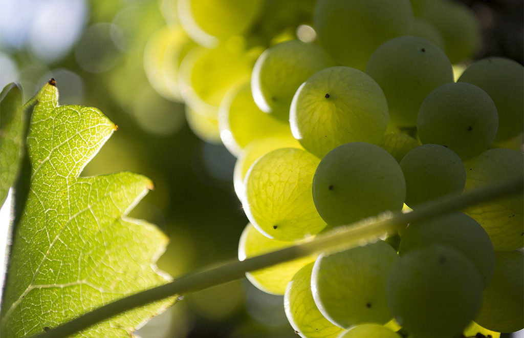 Garganega grapes in sunlight