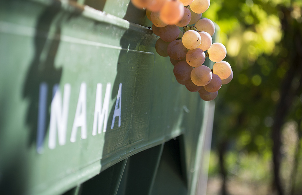 Grapes arriving at harvest
