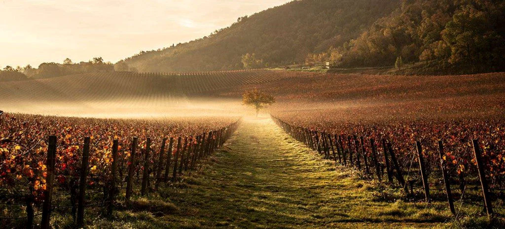 INAMA vineyards in autumn