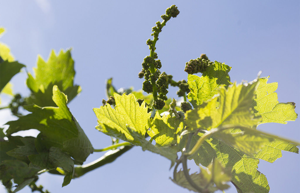 A new vine shoot emerging from an old vine at INAMA